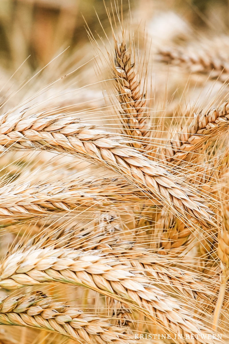 White whole wheat in it's natural form, growing in a field.